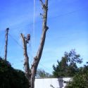 Elm being carefully dismantled over phone cable junction